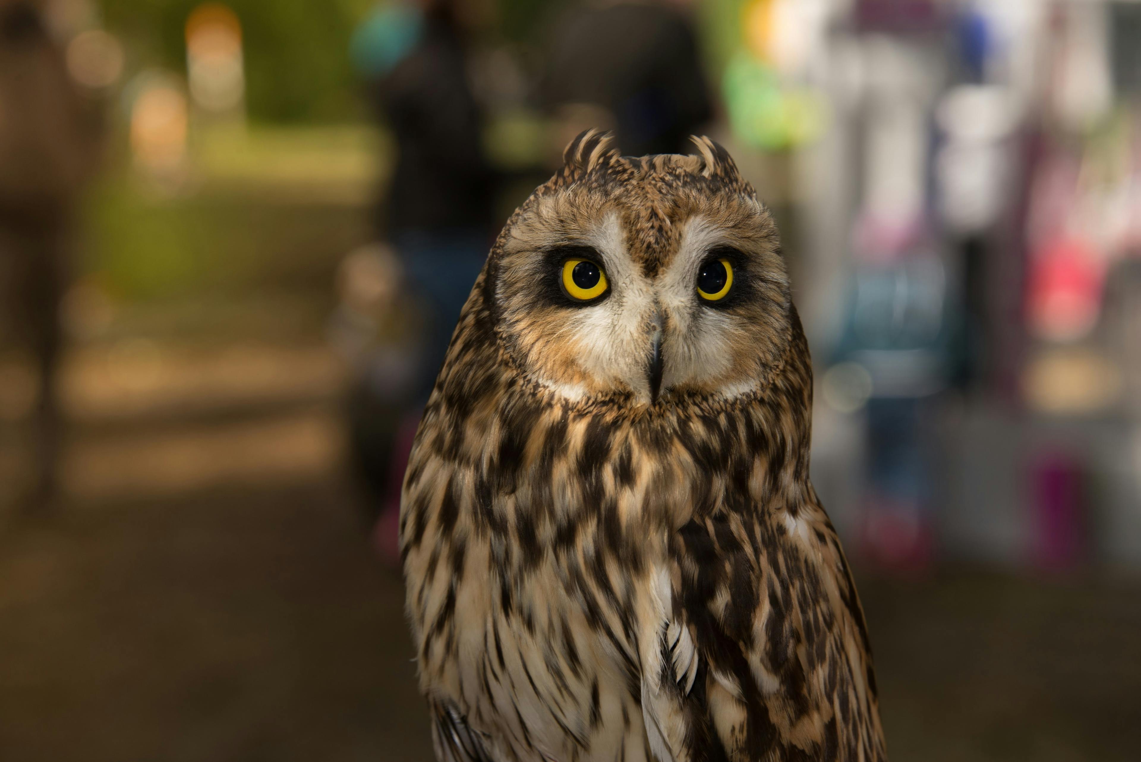Brown owl with yellow eyes. Blurred city lights in the background.
